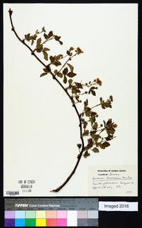 Rubus trivialis image