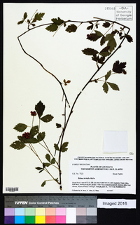 Rubus trivialis image