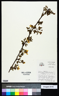 Rubus trivialis image