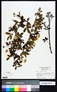 Rubus trivialis image