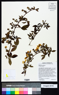 Rubus trivialis image