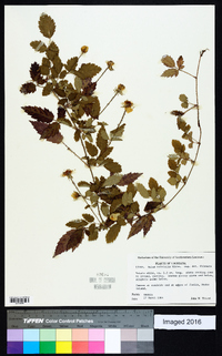 Rubus trivialis image