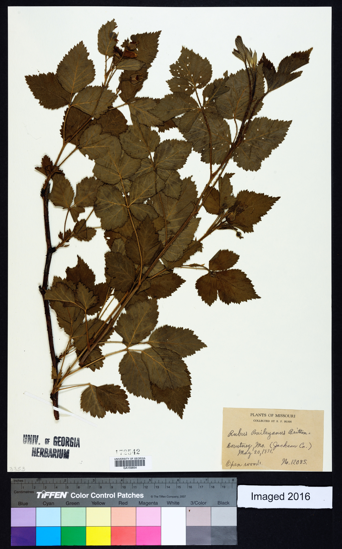 Rubus baileyanus image