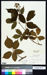 Rubus barbeyi image