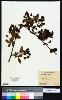 Rubus bushii image