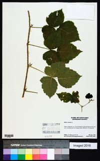 Rubus caesius image