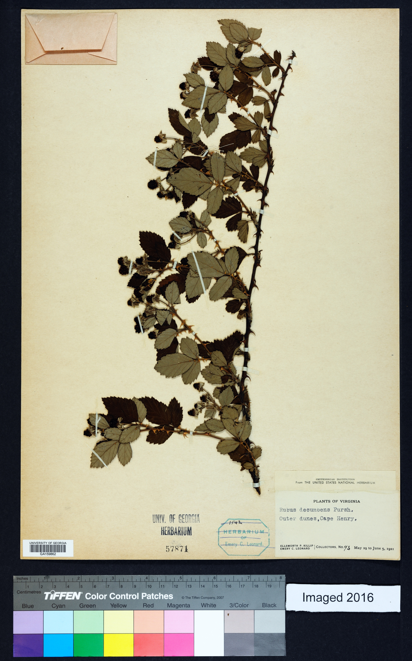 Rubus decumbens image