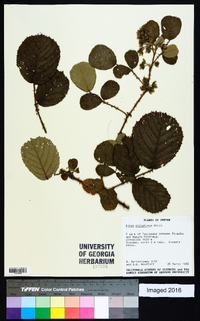 Rubus ellipticus image