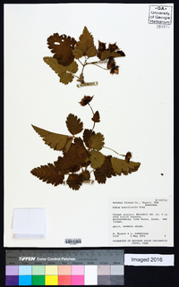 Rubus hawaiensis image