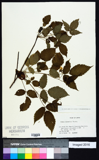 Rubus hirsutus image