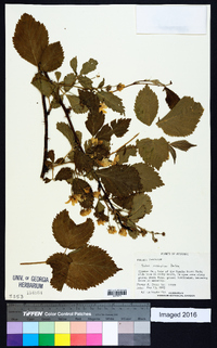 Rubus missouricus image