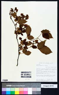 Rubus mollior image
