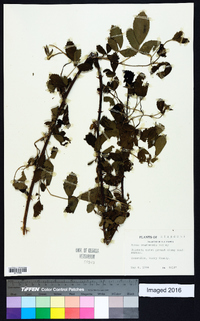 Rubus ozarkensis image