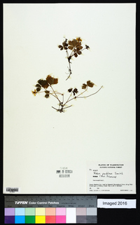 Rubus pedatus image