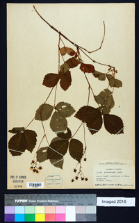 Rubus procumbens image