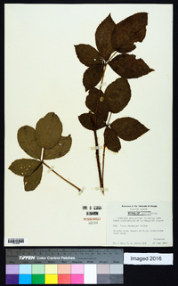 Rubus racemiger image