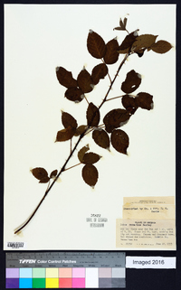 Rubus rosarius image