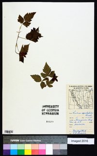 Rubus spectabilis image