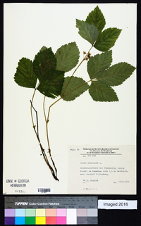 Rubus saxatilis image