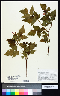 Rubus spectabilis image