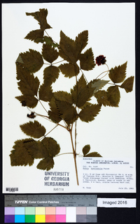 Rubus spectabilis image