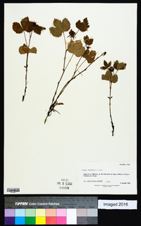 Rubus stellatus image