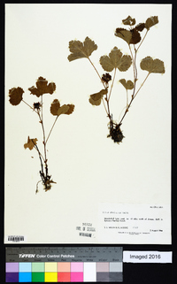 Rubus stellatus image