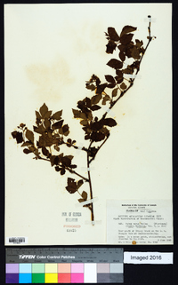 Rubus varus image