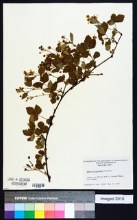 Rubus vermontanus image