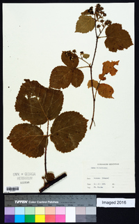 Rubus villarsianus image