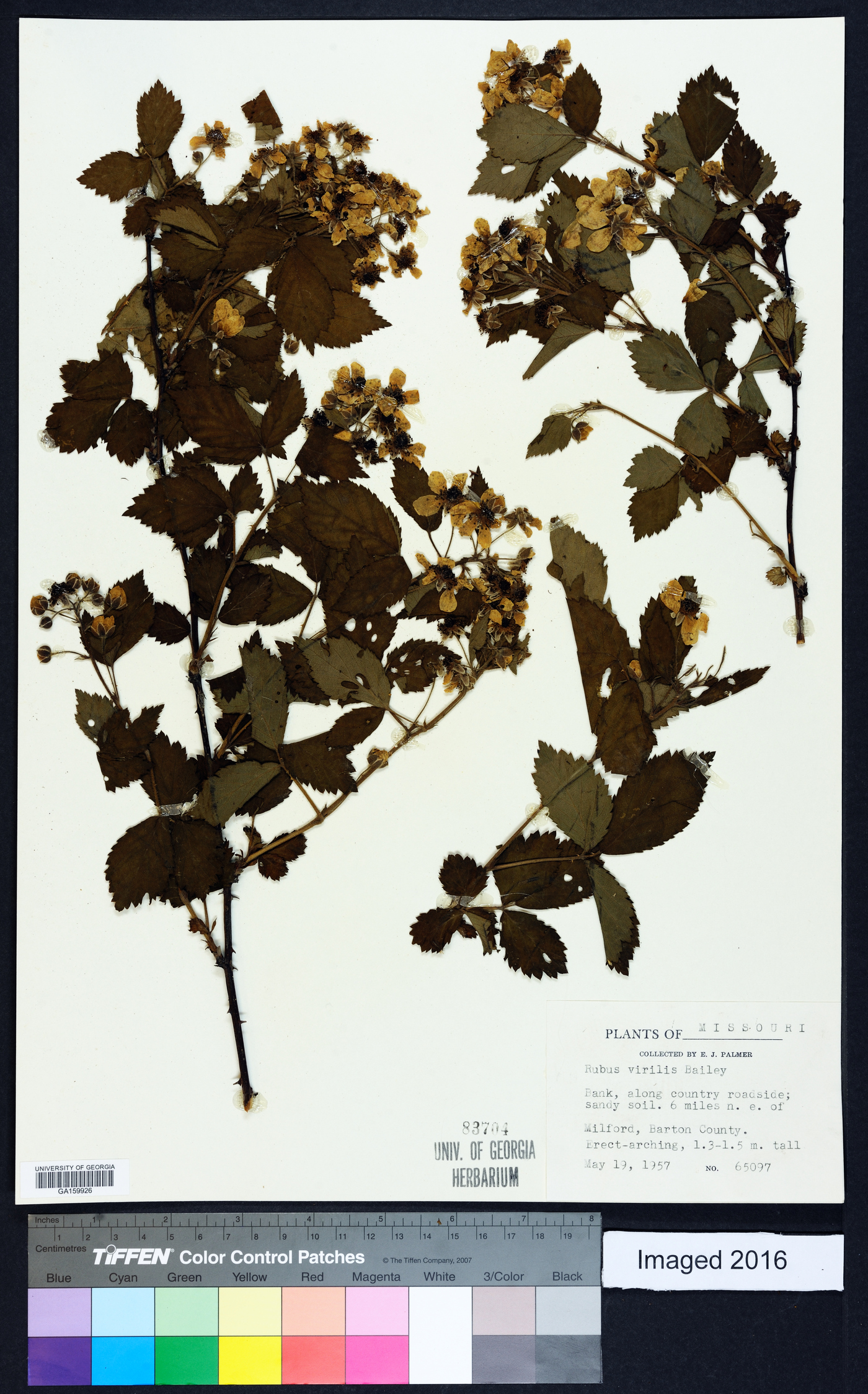 Rubus virilis image