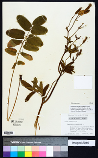 Sanguisorba canadensis image