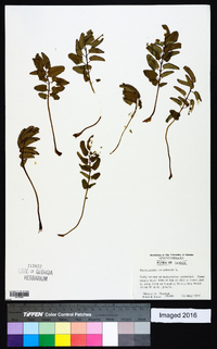 Sanguisorba canadensis image