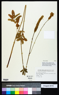 Sanguisorba canadensis image