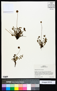 Poterium sanguisorba image