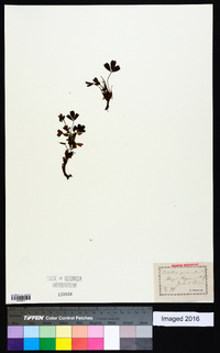 Sibbaldia procumbens image