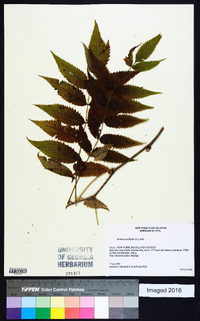 Sorbaria sorbifolia image