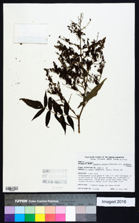 Sorbaria arborea image