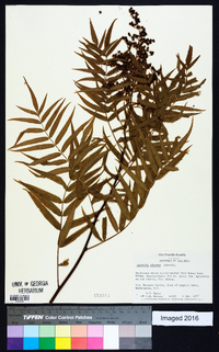 Sorbaria arborea image