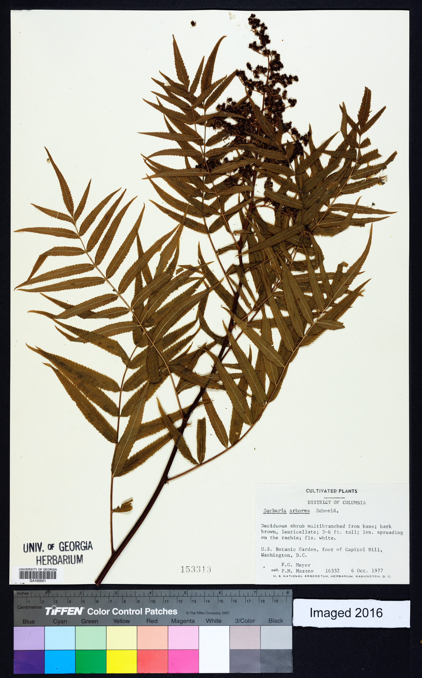 Sorbaria arborea image