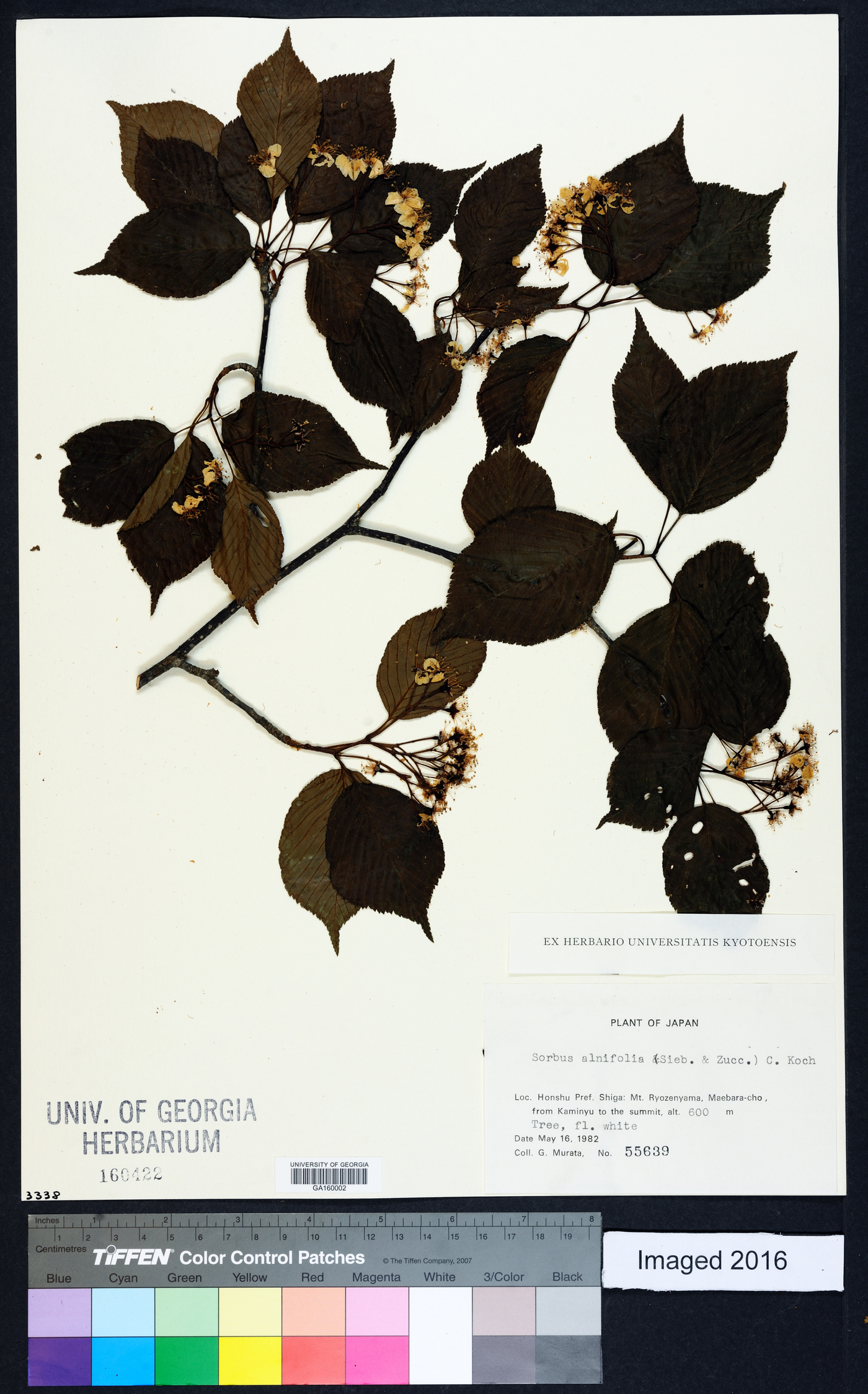 Sorbus alnifolia image