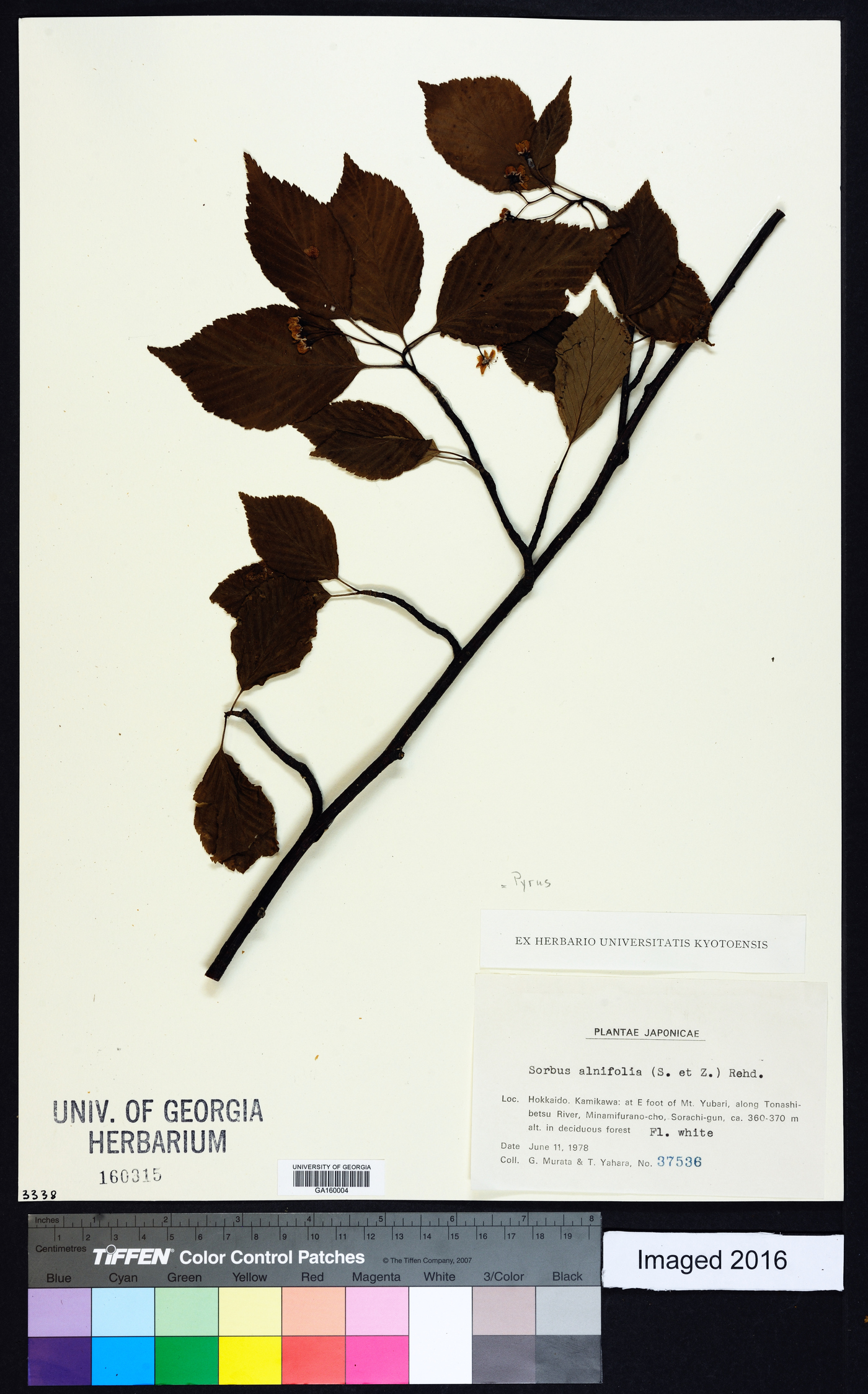 Sorbus alnifolia image