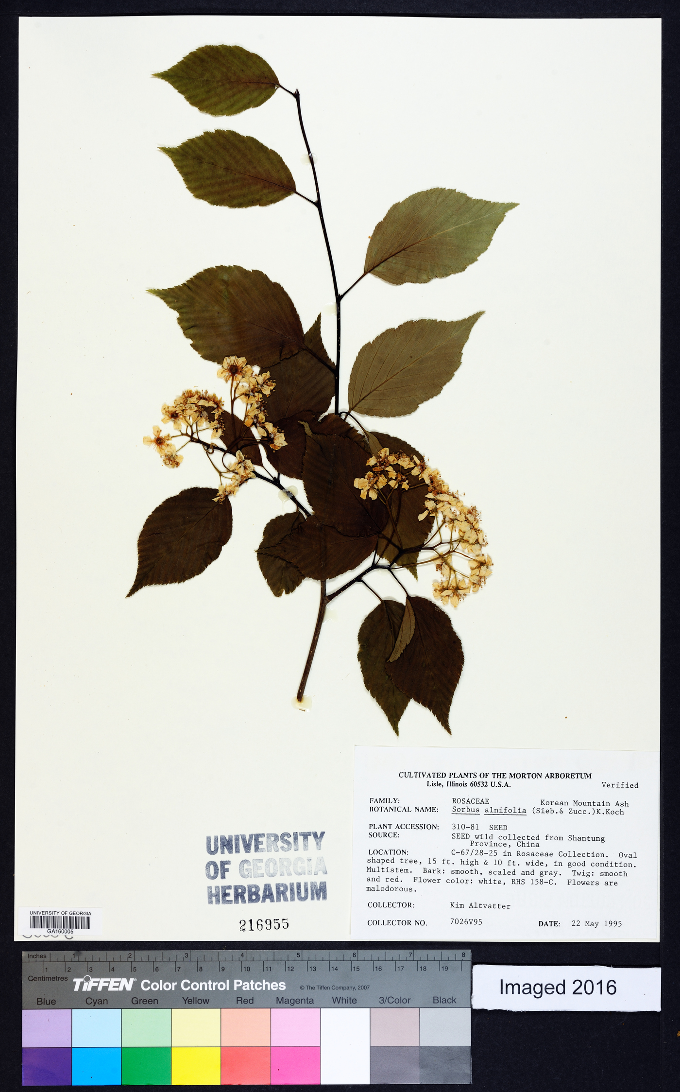 Sorbus alnifolia image