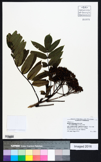 Sorbus americana image