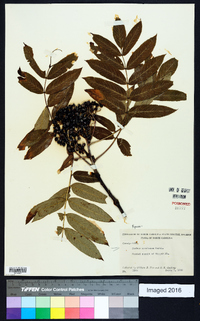 Sorbus americana image