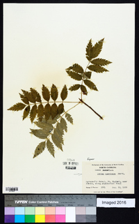 Sorbus americana image