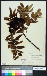 Sorbus americana image