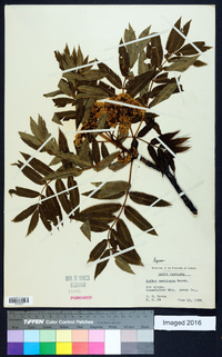 Sorbus americana image