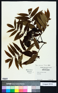 Sorbus americana image