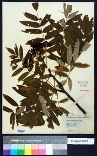 Sorbus americana image